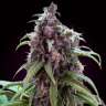 Auto Somango x Blueberry feminised Ganja Seeds Auto Somango x Blueberry feminised Ganja Seeds