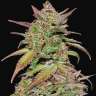 семена конопли с доставкой по украине Auto Somango x Blueberry feminised
семена конопли с доставкой по украине Auto Somango x Blueberry feminised