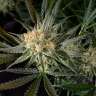 купить семена конопли аутдор Super Lemon Haze feminised купить семена конопли аутдор Super Lemon Haze feminised