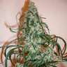 купить семена конопли Super Lemon Haze feminised купить семена конопли Super Lemon Haze feminised