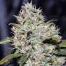 семена конопли почтой Kali Mist feminised GanjaLiveSeeds семена конопли почтой Kali Mist feminised GanjaLiveSeeds