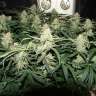 семена конопли в Украине Kali Mist feminised GanjaLiveSeeds семена конопли в Украине Kali Mist feminised GanjaLiveSeeds