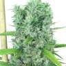 семена конопли в фирменной упаковке Auto Kali Mist feminised GanjaLiveSeeds