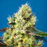Семена Auto Sweet Gelato feminised Ganja Seeds купить