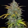 Семена Auto Sweet Gelato feminised Ganja Seeds заказать