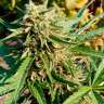 купить семена конопли Auto Anubis regular купить семена конопли Auto Anubis regular