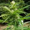купить качественные семена конопли  Afghani №1 feminised купить качественные семена конопли  Afghani №1 feminised