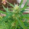 купить урожайные семена конопли  Afghani №1 feminised купить урожайные семена конопли  Afghani №1 feminised
