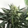 купить семена конопли в оригинальных упаковках  Afghani №1 feminised купить семена конопли в оригинальных упаковках  Afghani №1 feminised