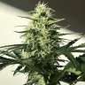 купить семена конопли недорого  Afghani №1 feminised купить семена конопли недорого  Afghani №1 feminised