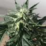 купить семена конопли  Afghani №1 feminised купить семена конопли  Afghani №1 feminised