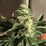 заказ семян конопли  Afghani №1 feminised заказ семян конопли  Afghani №1 feminised