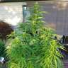 где заказать семена конопли  Afghani №1 feminised где заказать семена конопли  Afghani №1 feminised