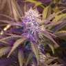 конопля семена сорта заказать Auto Lavender feminised GanjaLiveSeeds конопля семена сорта заказать Auto Lavender feminised GanjaLiveSeeds