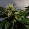 купить семена конопли недорого Auto White Dwarf feminised купить семена конопли недорого Auto White Dwarf feminised