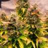 семена мощных сортов конопли Jet 47 feminised
 семена мощных сортов конопли Jet 47 feminised
