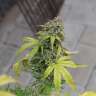 семена конопли марихуаны Mazar feminised GanjaLiveSeeds семена конопли марихуаны Mazar feminised GanjaLiveSeeds
