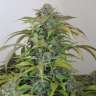 заказ семян конопли Киев Mazar feminised GanjaLiveSeeds заказ семян конопли Киев Mazar feminised GanjaLiveSeeds