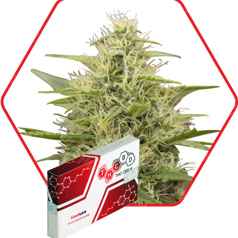 марихуана сайт семена