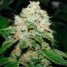 Hell's Angel OG feminised Ganja Seeds Hell's Angel OG feminised Ganja Seeds