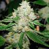 Hell's Angel OG feminised Ganja Seeds Hell's Angel OG feminised Ganja Seeds