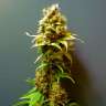 семена марихуаны курьером Kalichakra feminised