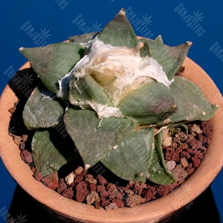 Семена кактусов Ariocarpus MIX