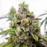 Auto Dos-Si-Dos feminised Ganja Seeds Auto Dos-Si-Dos feminised Ganja Seeds
