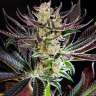 Auto Dos-Si-Dos feminised Ganja Seeds Auto Dos-Si-Dos feminised Ganja Seeds