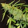 купить семена конопли сорта сатива Auto Northern Lights x White Widow feminised купить семена конопли сорта сатива Auto Northern Lights x White Widow feminised