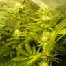заказать семена конопли Auto Pineapple regular заказать семена конопли Auto Pineapple regular