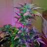 Auto Pineapple regular Ganja Seeds Auto Pineapple regular Ganja Seeds
