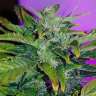 Auto Pineapple regular Ganja Seeds Auto Pineapple regular Ganja Seeds