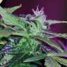 купить семена конопли в Украине Auto Pineapple regular купить семена конопли в Украине Auto Pineapple regular