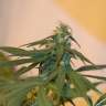 купить семена конопли в Украине Skunk #11 feminised