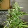 купить семена конопли Skunk #11 feminised