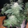 семена конопли в фирменной упаковке Auto Mango feminised GanjaLiveSeeds семена конопли в фирменной упаковке Auto Mango feminised GanjaLiveSeeds