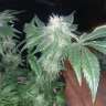 семена конопли автоцвет Auto Mango feminised GanjaLiveSeeds семена конопли автоцвет Auto Mango feminised GanjaLiveSeeds