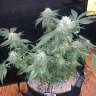 мощные семена конопли Auto Mango feminised GanjaLiveSeeds мощные семена конопли Auto Mango feminised GanjaLiveSeeds