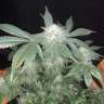 семена конопли с доставкой в Украине Auto Mango feminised GanjaLiveSeeds семена конопли с доставкой в Украине Auto Mango feminised GanjaLiveSeeds