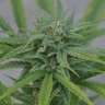 сортовые семена конопли Hard Day feminised сортовые семена конопли Hard Day feminised