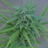 семена конопли элитных сортов Hard Day feminised семена конопли элитных сортов Hard Day feminised