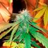 заказать семена конопли Bubblelicious regular заказать семена конопли Bubblelicious regular