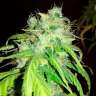 заказ семян конопли Bubblelicious regular заказ семян конопли Bubblelicious regular