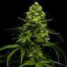 Snow Bud feminised Dutch Passion Seeds