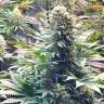 Auto Banana Punch feminised Ganja Seeds  Auto Banana Punch feminised Ganja Seeds