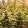 Auto Banana Punch feminised Ganja Seeds  Auto Banana Punch feminised Ganja Seeds