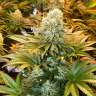 Auto Banana Punch feminised Ganja Seeds  Auto Banana Punch feminised Ganja Seeds