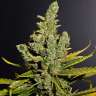 заказать семена конопли наложенным платежом Cheese regular заказать семена конопли наложенным платежом Cheese regular