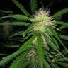 купить семена конопли автоцвет Auto Maxigom x Northern Lights feminised купить семена конопли автоцвет Auto Maxigom x Northern Lights feminised